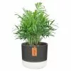 Best deal 😉 Costa Farms 6 in. Neanthebella Palm Plant in 2 Tone Ceramic 🛒 -Pavestone || Costa Farms Shop costa farms indoor plants co np07 3 2to 64 1000