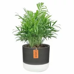Best deal ๐ Costa Farms 6 in. Neanthebella Palm Plant in 2 Tone Ceramic ๐