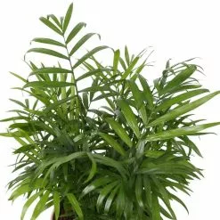 Best deal 😉 Costa Farms 6 in. Neanthebella Palm Plant in 2 Tone Ceramic 🛒 -Pavestone || Costa Farms Shop costa farms indoor plants co np07 3 2to c3 1000