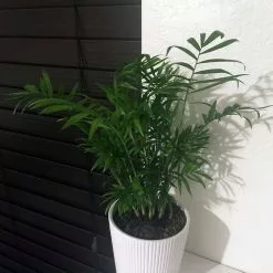 Best reviews of ๐ Costa Farms Neanthebella Palm Plant in 6 in. White Cylinder Pot ๐ 11 Best reviews of ๐ Costa Farms Neanthebella Palm Plant in 6 in. White Cylinder Pot ๐ -Pavestone || Costa Farms Shop costa farms indoor plants co np07 3 cyl 31 1000