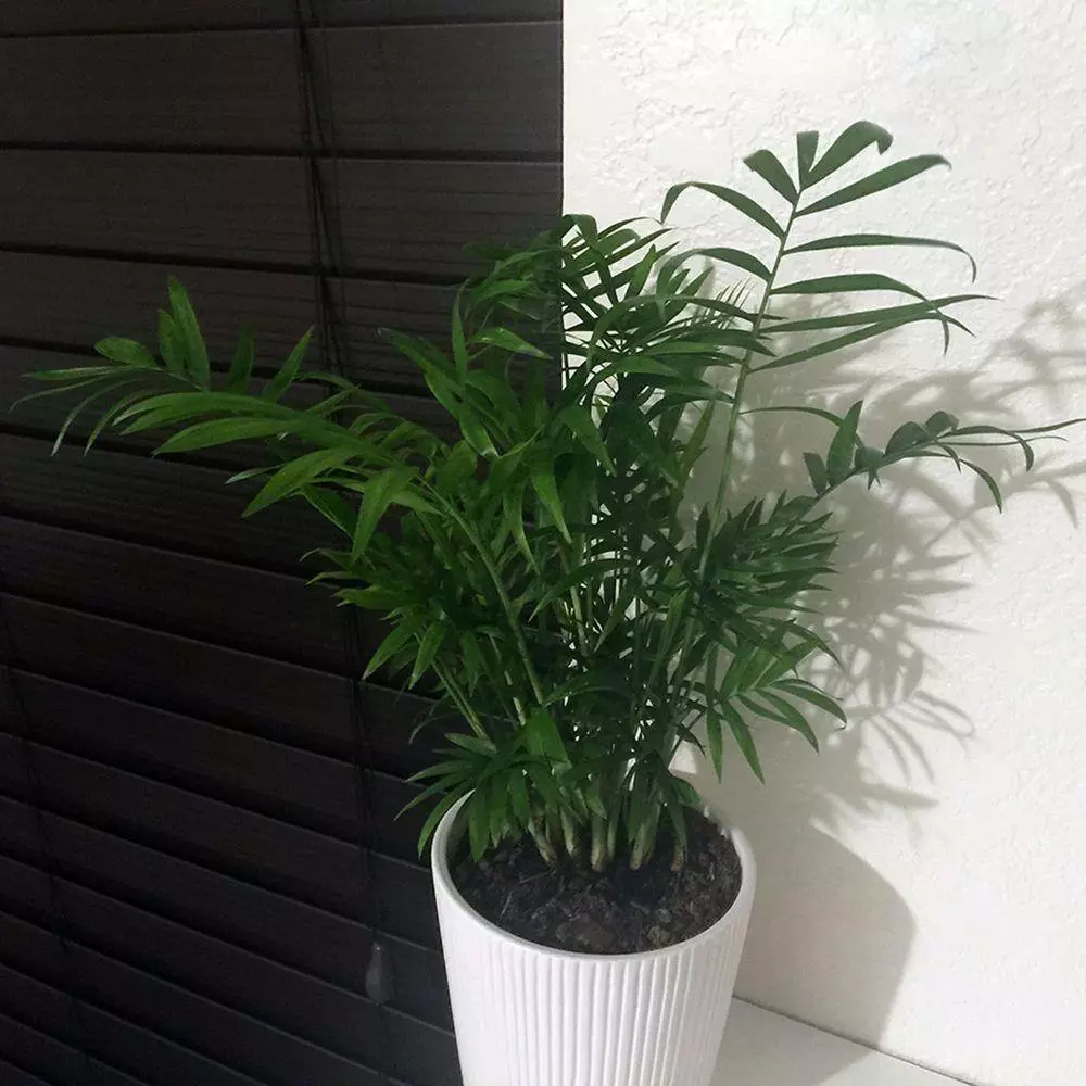Best reviews of ๐ Costa Farms Neanthebella Palm Plant in 6 in. White Cylinder Pot ๐ 7 Best reviews of ๐ Costa Farms Neanthebella Palm Plant in 6 in. White Cylinder Pot ๐ - Image 5