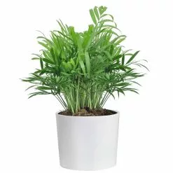 Best reviews of 😀 Costa Farms Neanthebella Palm Plant in 6 in. White Cylinder Pot 🔔