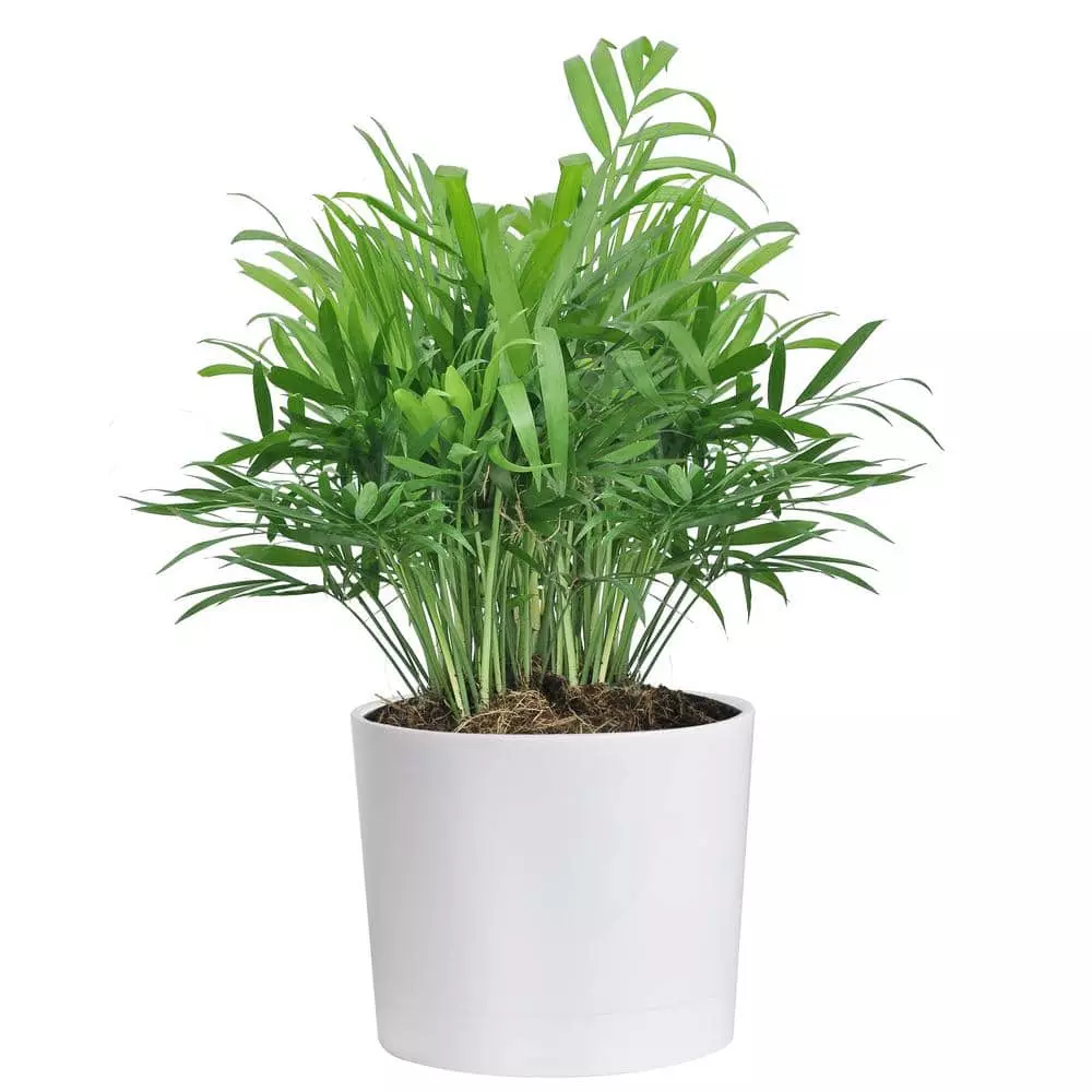 Best reviews of ๐ Costa Farms Neanthebella Palm Plant in 6 in. White Cylinder Pot ๐ 3 Best reviews of ๐ Costa Farms Neanthebella Palm Plant in 6 in. White Cylinder Pot ๐