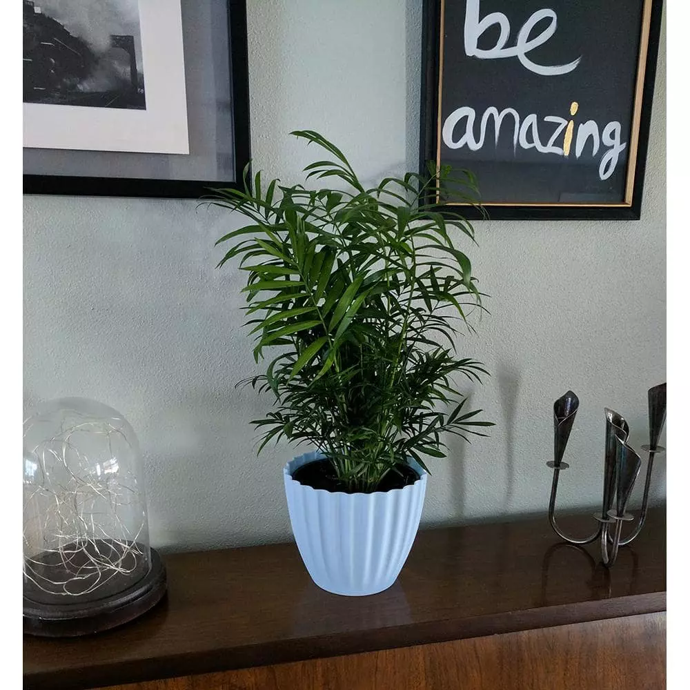 Best reviews of ๐ Costa Farms Neanthebella Palm Plant in 6 in. White Cylinder Pot ๐ 4 Best reviews of ๐ Costa Farms Neanthebella Palm Plant in 6 in. White Cylinder Pot ๐ - Image 2