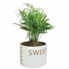 Best deal 🎉 Costa Farms Neanthebella Palm Plant in 6 in. Home Sweet Home Ceramic ⌛ -Pavestone || Costa Farms Shop costa farms indoor plants co np07 3 hsh 64 1000