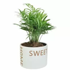 Best deal 🎉 Costa Farms Neanthebella Palm Plant in 6 in. Home Sweet Home Ceramic ⌛