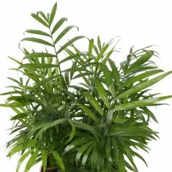 Best deal 🎉 Costa Farms Neanthebella Palm Plant in 6 in. Home Sweet Home Ceramic ⌛ -Pavestone || Costa Farms Shop costa farms indoor plants co np07 3 hsh c3 1000