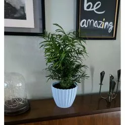 Pavestone || Costa Farms Shop -Pavestone || Costa Farms Shop costa farms indoor plants co np07 3 hsh e1 1000