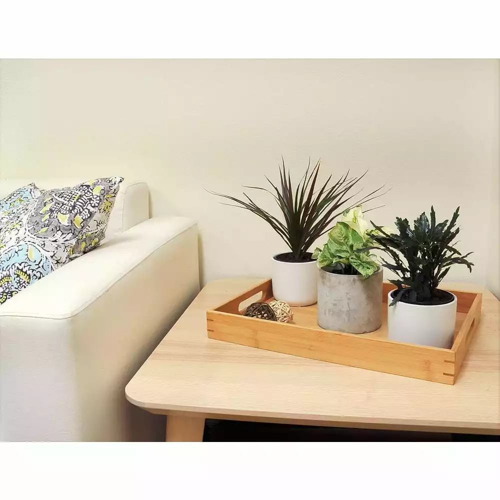 Best deal ๐ Costa Farms O2 for You House Plant Collection in 4 in. Decor Pot (3-Pack) ๐งจ 7 Best deal ๐ Costa Farms O2 for You House Plant Collection in 4 in. Decor Pot (3-Pack) ๐งจ - Image 5