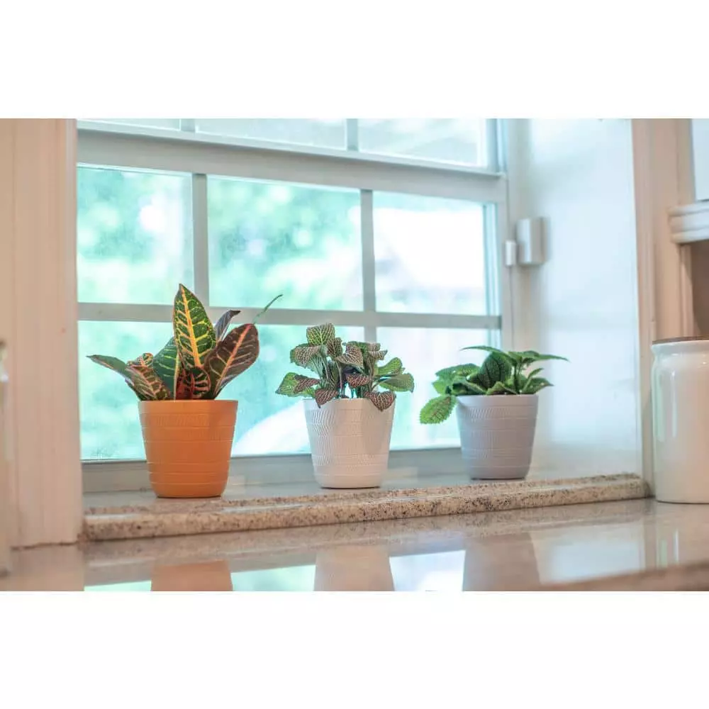 Best deal ๐ Costa Farms O2 for You House Plant Collection in 4 in. Decor Pot (3-Pack) ๐งจ 12 Best deal ๐ Costa Farms O2 for You House Plant Collection in 4 in. Decor Pot (3-Pack) ๐งจ - Image 10
