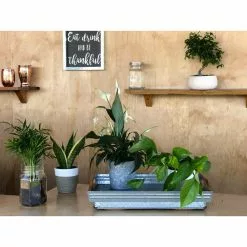 Best deal ๐ Costa Farms O2 for You House Plant Collection in 4 in. Decor Pot (3-Pack) ๐งจ 17 Best deal ๐ Costa Farms O2 for You House Plant Collection in 4 in. Decor Pot (3-Pack) ๐งจ -Pavestone || Costa Farms Shop costa farms indoor plants co o2fubam 44 1000