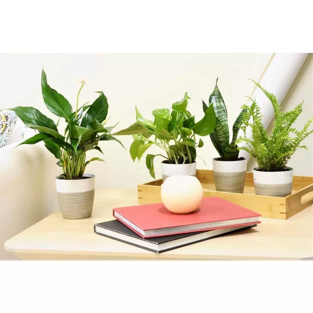 Best deal ๐ Costa Farms O2 for You House Plant Collection in 4 in. Decor Pot (3-Pack) ๐งจ 6 Best deal ๐ Costa Farms O2 for You House Plant Collection in 4 in. Decor Pot (3-Pack) ๐งจ - Image 4
