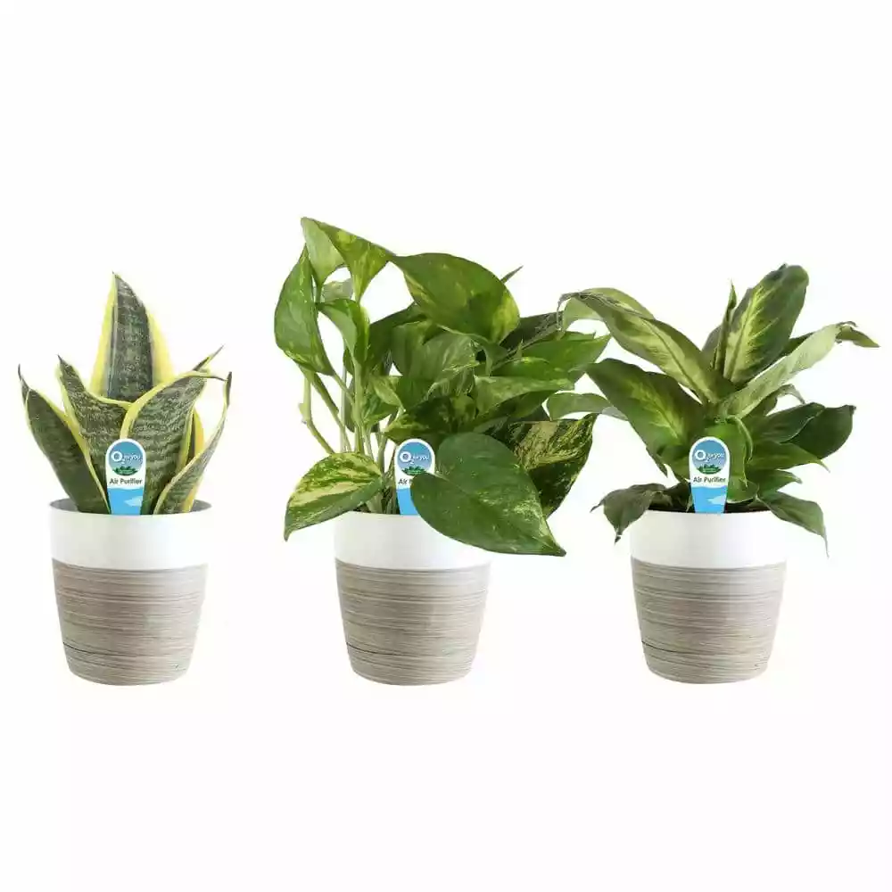 Best deal ๐ Costa Farms O2 for You House Plant Collection in 4 in. Decor Pot (3-Pack) ๐งจ 3 Best deal ๐ Costa Farms O2 for You House Plant Collection in 4 in. Decor Pot (3-Pack) ๐งจ