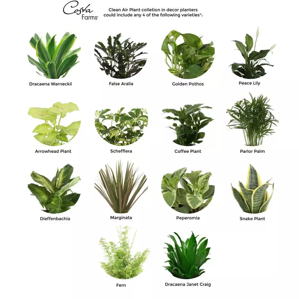 Best deal ๐ Costa Farms O2 for You House Plant Collection in 4 in. Decor Pot (3-Pack) ๐งจ 5 Best deal ๐ Costa Farms O2 for You House Plant Collection in 4 in. Decor Pot (3-Pack) ๐งจ - Image 3