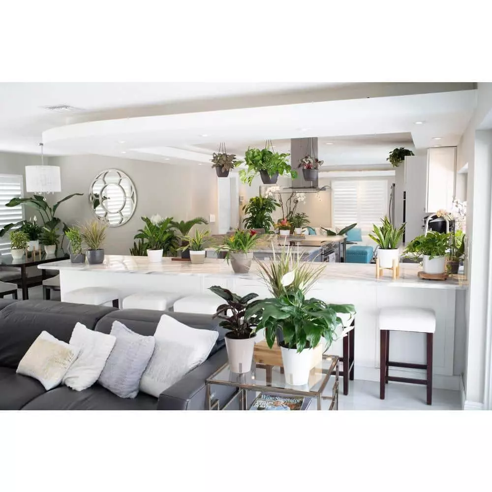 Best deal ๐ Costa Farms O2 for You House Plant Collection in 4 in. Decor Pot (3-Pack) ๐งจ 11 Best deal ๐ Costa Farms O2 for You House Plant Collection in 4 in. Decor Pot (3-Pack) ๐งจ - Image 9