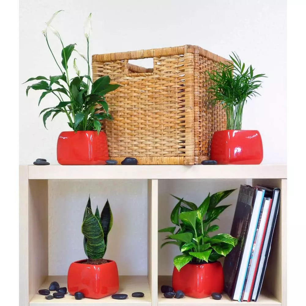 Best deal ๐ Costa Farms O2 for You House Plant Collection in 4 in. Decor Pot (3-Pack) ๐งจ 4 Best deal ๐ Costa Farms O2 for You House Plant Collection in 4 in. Decor Pot (3-Pack) ๐งจ - Image 2