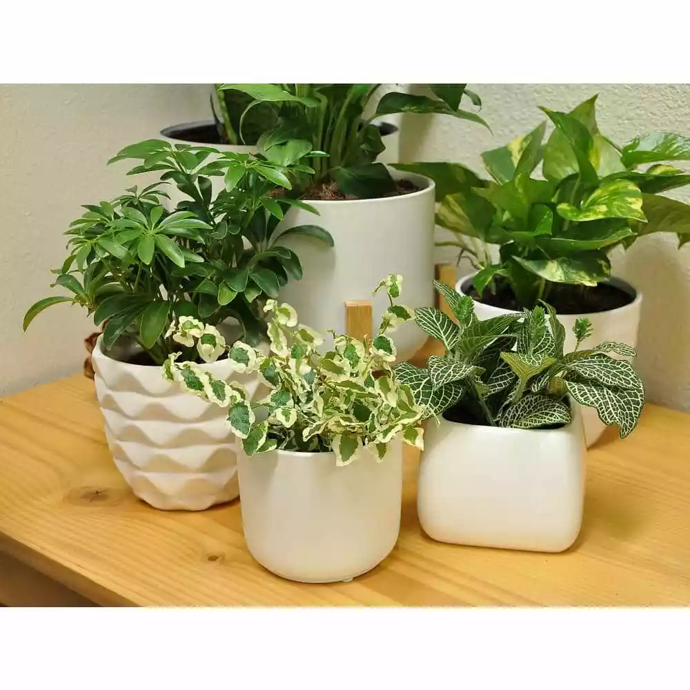 Best deal ๐ Costa Farms O2 for You House Plant Collection in 4 in. Decor Pot (3-Pack) ๐งจ 9 Best deal ๐ Costa Farms O2 for You House Plant Collection in 4 in. Decor Pot (3-Pack) ๐งจ - Image 7