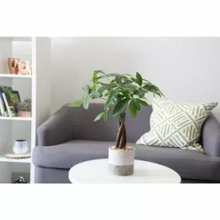 Coupon 💯 Costa Farms Pachira, Money Tree Plant in 5 in. Premium Ceramic 😉 -Pavestone || Costa Farms Shop costa farms indoor plants co pac5 3 sch 4f 1000