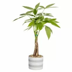 Coupon ๐ฏ Costa Farms Pachira, Money Tree Plant in 5 in. Premium Ceramic ๐
