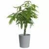 Buy 🔥 Costa Farms 10 in. Pachira Braid, Money Tree Plant in Gray Planter 🔔 -Pavestone || Costa Farms Shop costa farms indoor plants co pch10 3 cyl 64 1000