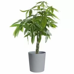 Buy 🔥 Costa Farms 10 in. Pachira Braid, Money Tree Plant in Gray Planter 🔔