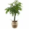 Cheap 👍 Costa Farms Pachira Money Tree Plant in 10 in. Natural Decor Planter 💯 1 Cheap 👍 Costa Farms Pachira Money Tree Plant in 10 in. Natural Decor Planter 💯 -Pavestone || Costa Farms Shop costa farms indoor plants co pch10seanat 64 1000