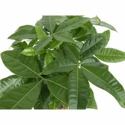 Cheap 👍 Costa Farms Pachira Money Tree Plant in 10 in. Natural Decor Planter 💯 7 Cheap 👍 Costa Farms Pachira Money Tree Plant in 10 in. Natural Decor Planter 💯 -Pavestone || Costa Farms Shop costa farms indoor plants co pch10seanat c3 1000