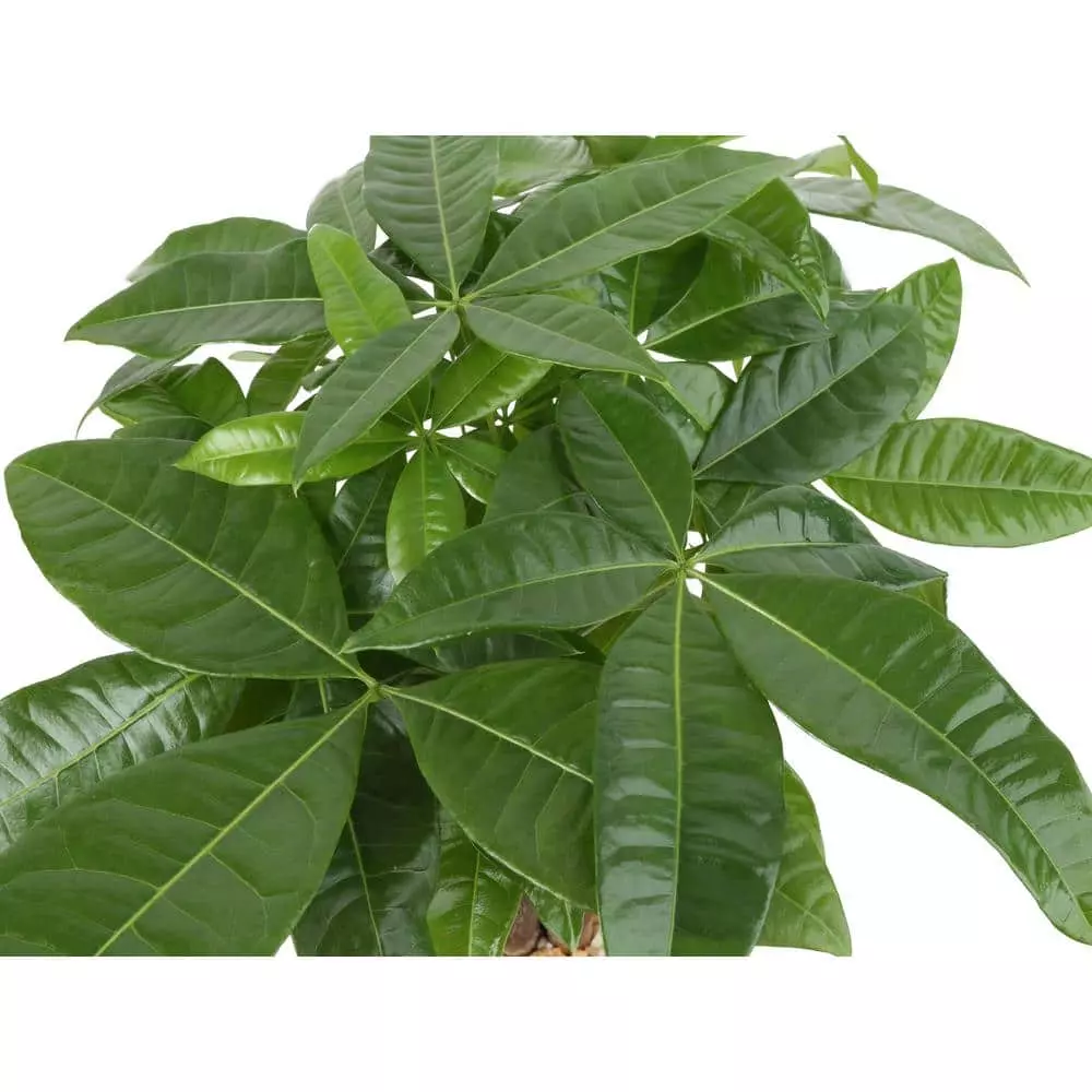 Cheap 👍 Costa Farms Pachira Money Tree Plant in 10 in. Natural Decor Planter 💯 5 Cheap 👍 Costa Farms Pachira Money Tree Plant in 10 in. Natural Decor Planter 💯 - Image 3