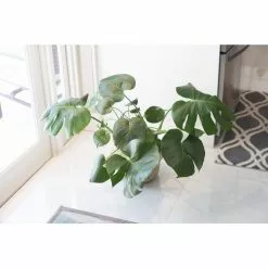 Coupon 🎁 Costa Farms Philodendron Monstera Swiss Cheese Plant in 10 in. Gray Planter 👏 -Pavestone || Costa Farms Shop costa farms indoor plants co pm10 3 cyl 4f 1000