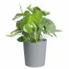 Coupon 🎁 Costa Farms Philodendron Monstera Swiss Cheese Plant in 10 in. Gray Planter 👏 -Pavestone || Costa Farms Shop costa farms indoor plants co pm10 3 cyl 64 1000