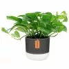 Cheap ๐งจ Costa Farms 6 in. Pothos Plant in Two Tone Ceramic ๐ฅ 1 Cheap ๐งจ Costa Farms 6 in. Pothos Plant in Two Tone Ceramic ๐ฅ -Pavestone || Costa Farms Shop costa farms indoor plants co po60 3 2to 64 1000