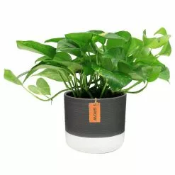 Cheap 🧨 Costa Farms 6 in. Pothos Plant in Two Tone Ceramic 🔥