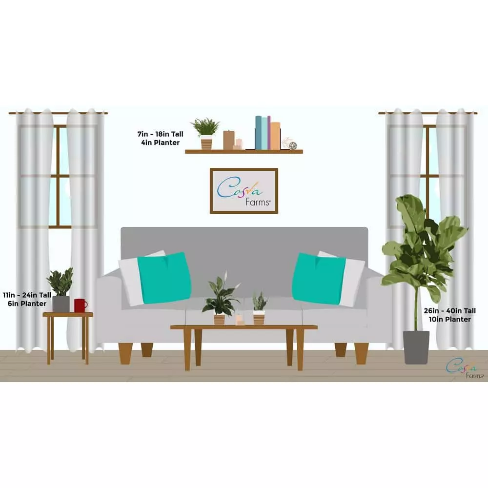 Hot Sale 🌟 Costa Farms 6 in. Pothos in White Cylinder Pot 🌟 8 Hot Sale 🌟 Costa Farms 6 in. Pothos in White Cylinder Pot 🌟 - Image 6