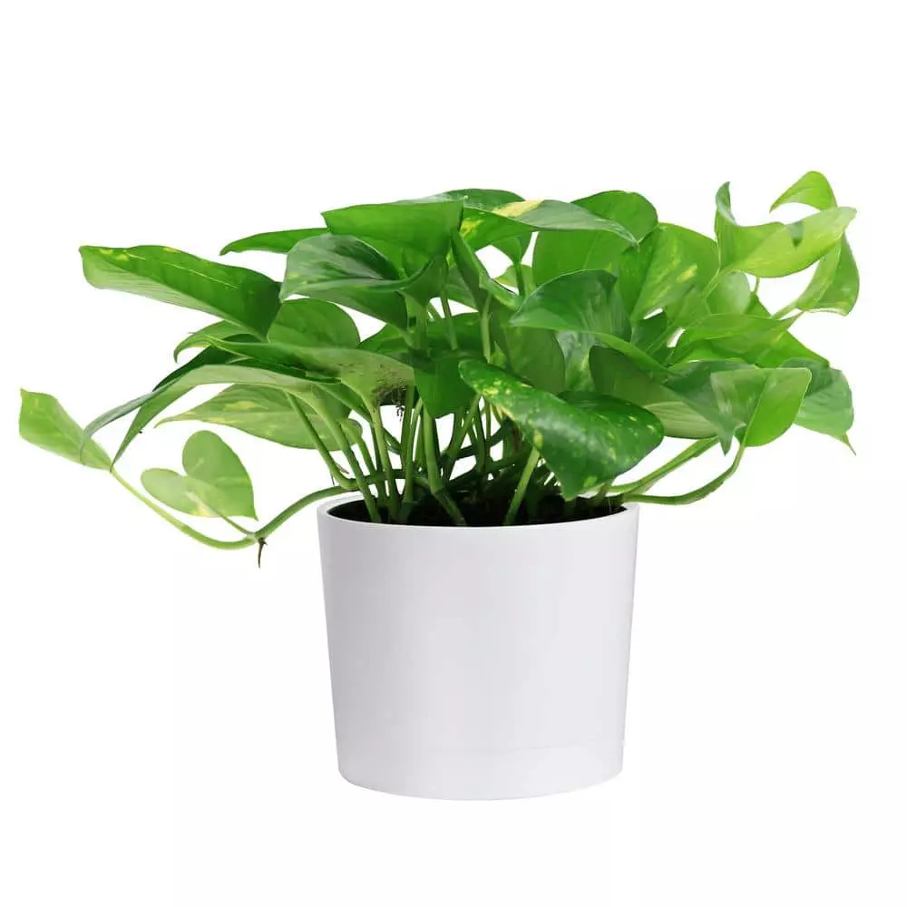 Hot Sale 🌟 Costa Farms 6 in. Pothos in White Cylinder Pot 🌟 3 Hot Sale 🌟 Costa Farms 6 in. Pothos in White Cylinder Pot 🌟