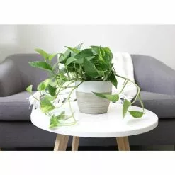 Hot Sale 🌟 Costa Farms 6 in. Pothos in White Cylinder Pot 🌟 11 Hot Sale 🌟 Costa Farms 6 in. Pothos in White Cylinder Pot 🌟 -Pavestone || Costa Farms Shop costa farms indoor plants co po60 3 cyl c3 1000
