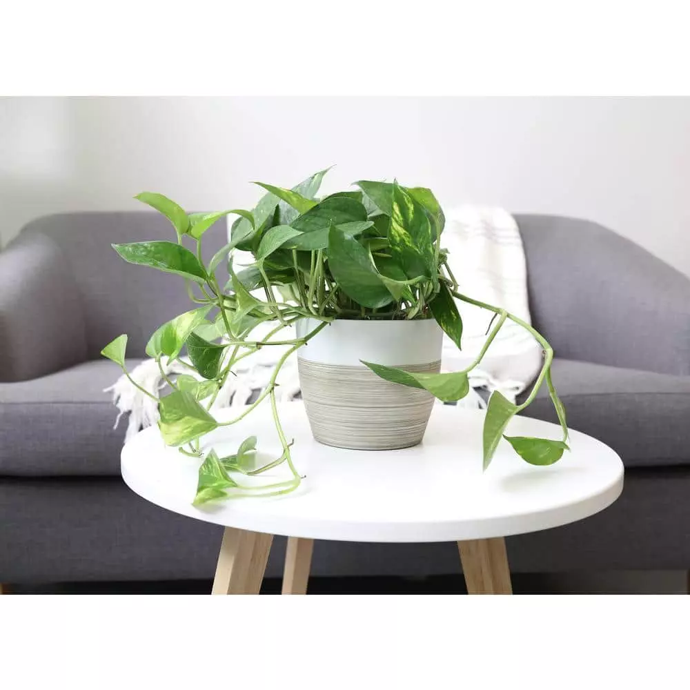 Hot Sale 🌟 Costa Farms 6 in. Pothos in White Cylinder Pot 🌟 5 Hot Sale 🌟 Costa Farms 6 in. Pothos in White Cylinder Pot 🌟 - Image 3