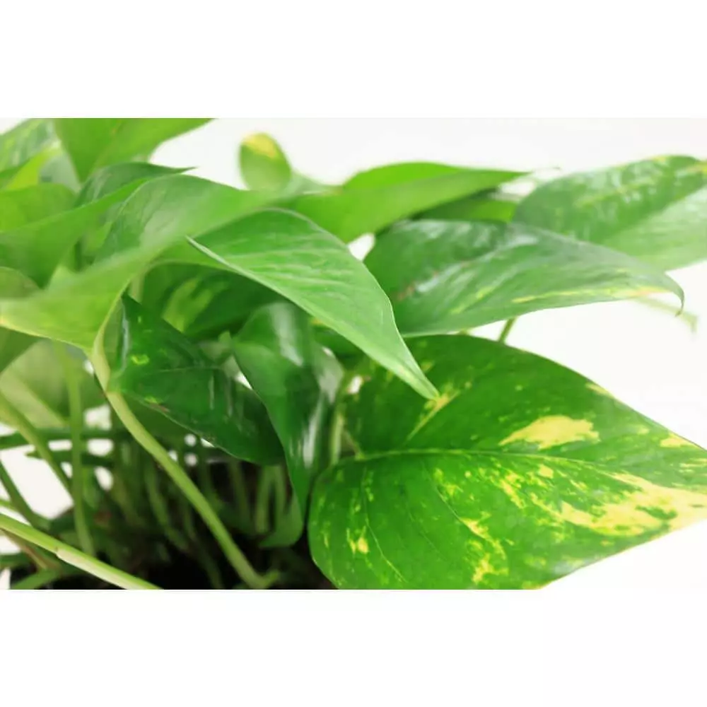 Hot Sale 🌟 Costa Farms 6 in. Pothos in White Cylinder Pot 🌟 4 Hot Sale 🌟 Costa Farms 6 in. Pothos in White Cylinder Pot 🌟 - Image 2