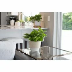 Wholesale 🎁 Costa Farms 6 in. Pothos Plant in Home Sweet Home White Ceramic 🧨 -Pavestone || Costa Farms Shop costa farms indoor plants co po60 3 hsh 1f 1000