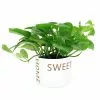 Wholesale ๐ Costa Farms 6 in. Pothos Plant in Home Sweet Home White Ceramic ๐งจ 2 Wholesale ๐ Costa Farms 6 in. Pothos Plant in Home Sweet Home White Ceramic ๐งจ -Pavestone || Costa Farms Shop costa farms indoor plants co po60 3 hsh 64 1000