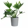 Best reviews of 🥰 Costa Farms Philodendron Selloum Plant in 10 in. Gray Decor Pot 😍 -Pavestone || Costa Farms Shop costa farms indoor plants co ps10 3 cyl 64 1000