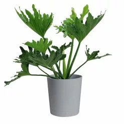 Best reviews of 🥰 Costa Farms Philodendron Selloum Plant in 10 in. Gray Decor Pot 😍