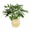 Best reviews of 🔥 Costa Farms 10 in. Philodendron Selloum Plant in Natural Decor Basket ⌛ -Pavestone || Costa Farms Shop costa farms indoor plants co ps1010 3 sea 64 1000