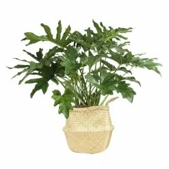 Best reviews of 🔥 Costa Farms 10 in. Philodendron Selloum Plant in Natural Decor Basket ⌛