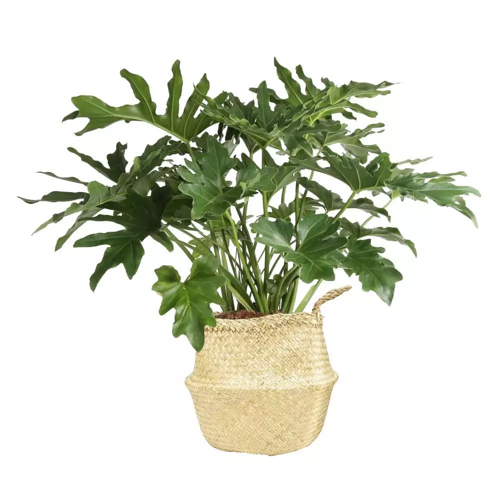 Best reviews of 🔥 Costa Farms 10 in. Philodendron Selloum Plant in Natural Decor Basket ⌛ 3 Best reviews of 🔥 Costa Farms 10 in. Philodendron Selloum Plant in Natural Decor Basket ⌛