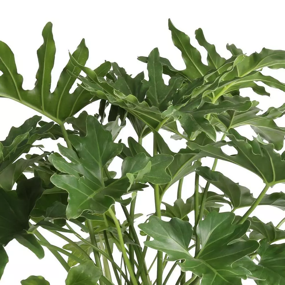 Best reviews of 🔥 Costa Farms 10 in. Philodendron Selloum Plant in Natural Decor Basket ⌛ 4 Best reviews of 🔥 Costa Farms 10 in. Philodendron Selloum Plant in Natural Decor Basket ⌛ - Image 2