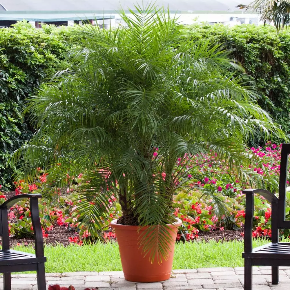 New โค๏ธ Costa Farms Roebellini, Pygmy Date Palm Plant in 10 in. Gray Decor Pot ๐ฅ 5 New โค๏ธ Costa Farms Roebellini, Pygmy Date Palm Plant in 10 in. Gray Decor Pot ๐ฅ - Image 3
