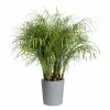 New ❤️ Costa Farms Roebellini, Pygmy Date Palm Plant in 10 in. Gray Decor Pot 🔥 -Pavestone || Costa Farms Shop costa farms indoor plants co pxr 3 cyl 64 1000