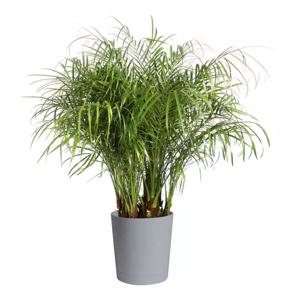 New โค๏ธ Costa Farms Roebellini, Pygmy Date Palm Plant in 10 in. Gray Decor Pot ๐ฅ 3 New โค๏ธ Costa Farms Roebellini, Pygmy Date Palm Plant in 10 in. Gray Decor Pot ๐ฅ