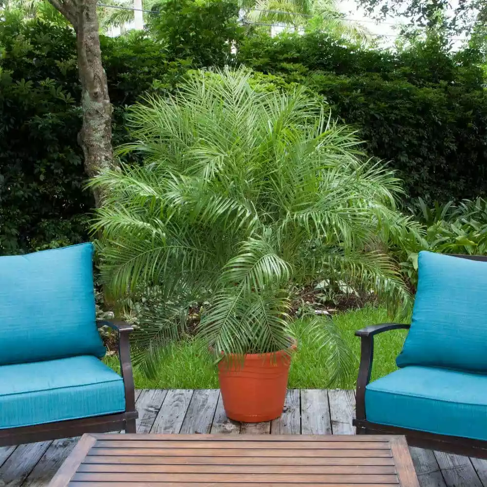 New โค๏ธ Costa Farms Roebellini, Pygmy Date Palm Plant in 10 in. Gray Decor Pot ๐ฅ 4 New โค๏ธ Costa Farms Roebellini, Pygmy Date Palm Plant in 10 in. Gray Decor Pot ๐ฅ - Image 2