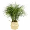 Brand new 🥰 Costa Farms 10 in. Roebellini, Pygmy Date Palm Plant in Natural Decor Basket 😍 -Pavestone || Costa Farms Shop costa farms indoor plants co pxr 3 sea 64 1000